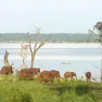 17-Day Tanzania Safari & Cultural Adventure | Serengeti, Ngorongoro, Kilimanjaro & Lake Natron