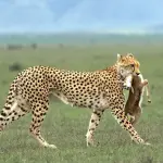 11-Day Tanzania Safari & Zanzibar Tour | Serengeti, Ngorongoro, Tarangire & Beach Holiday