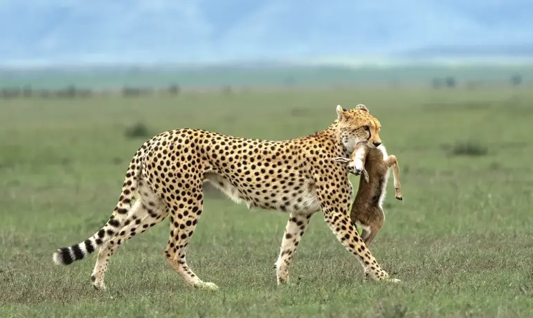 11-Day Tanzania Safari & Zanzibar Tour | Serengeti, Ngorongoro, Tarangire & Beach Holiday