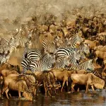 11-Day Tanzania Safari & Zanzibar Tour | Serengeti, Ngorongoro, Tarangire & Beach Holiday