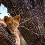 4-Day Classic Safari to Tarangire, Serengeti and Ngorongoro Crater
